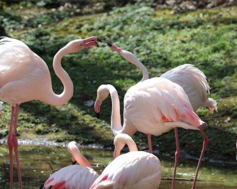 Flamingos im Chemnitzer Tierpark, Zuchtfortschritt, Abgabe an Ludwigslust, Artenschutz im Fokus.