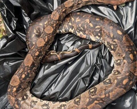 Ein toter Boa constrictor liegt regungslos im Wasser nahe des Niddawasserfalls.