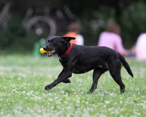 Eine Frau verkauft illegal Welpen; Polizei beschlagnahmt Tiere und leitet Strafverfahren ein.