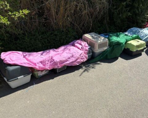 Tierschutz: Katzen und Papageien in Boxen, beschlagnahmt aus tierquälerischer Haltung im Landkreis Harz.