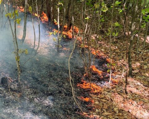 Waldbrand in Stuttgart-Rohracker, Feuerwehr im Einsatz, Rauch und Flammen auf steilem Hang.