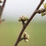 Knospen an einem Kirschbaum symbolisieren den Frühling im sonnigen Baden-Württemberg.