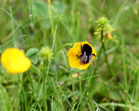 Hummel bestäubt Blüte, während sonniger und windiger Tag in Mecklenburg-Vorpommern bevorsteht.