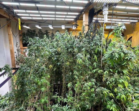 Razzia: Professionelle Cannabis-Plantage mit 700 Pflanzen und Drogenfund in Stuttgart.