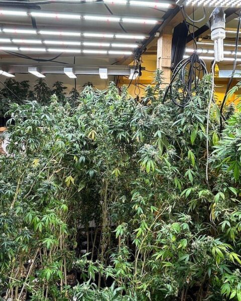 Razzia: Professionelle Cannabis-Plantage mit 700 Pflanzen und Drogenfund in Stuttgart.