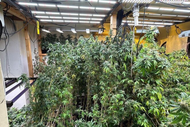 Zoll entdeckt große Cannabis-Plantage in Privatwohnung in Baden-Württemberg