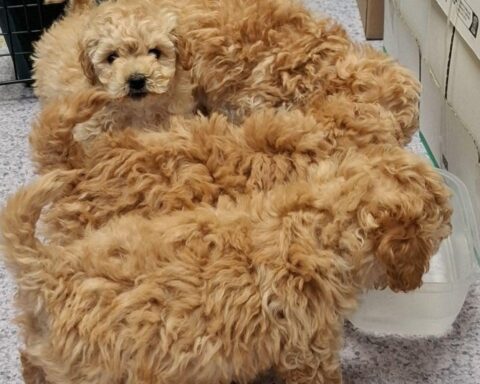 Vier Maltipoo-Welpen in Transportbox, Zollkontrolle im Kleinbus, ohne Papiere entdeckt.