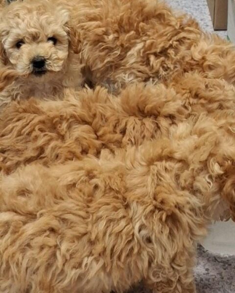 Vier Maltipoo-Welpen in Transportbox, Zollkontrolle im Kleinbus, ohne Papiere entdeckt.