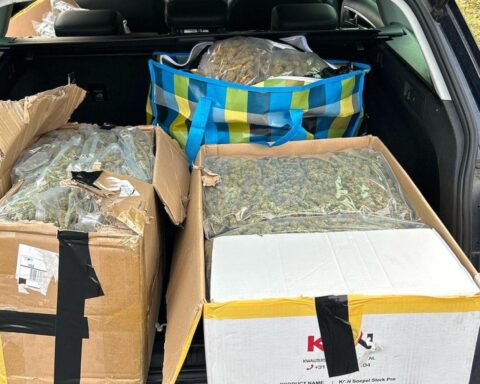 Zollbeamte beschlagnahmen 31 Kilogramm Marihuana aus Auto, Fahrer mit gefälschten Kennzeichen.
