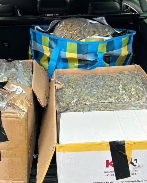 Zollbeamte beschlagnahmen 31 Kilogramm Marihuana aus Auto, Fahrer mit gefälschten Kennzeichen.
