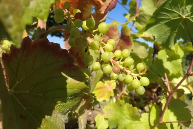 2.-höchste Weinernte in Sachsen-Anhalt seit 1998