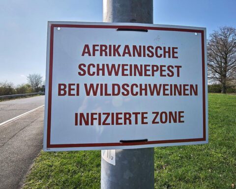 Warnschild für Afrikanische Schweinepest, symbolisiert Gefahr für Wildschweine und landwirtschaftliche Betriebe.