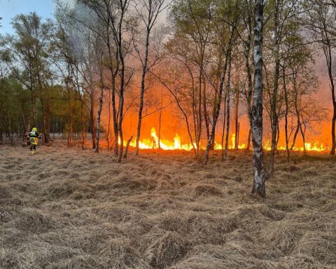 Flammen im Gras, Feuerwehr im Einsatz, Gefahr von Vegetationsbränden, Hitze und trockene Bedingungen.