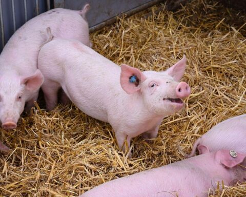 Ferkel in einem Tierwohl-geförderten Bauernhof, repräsentierend die bayerische Landwirtschaftsinitiative.