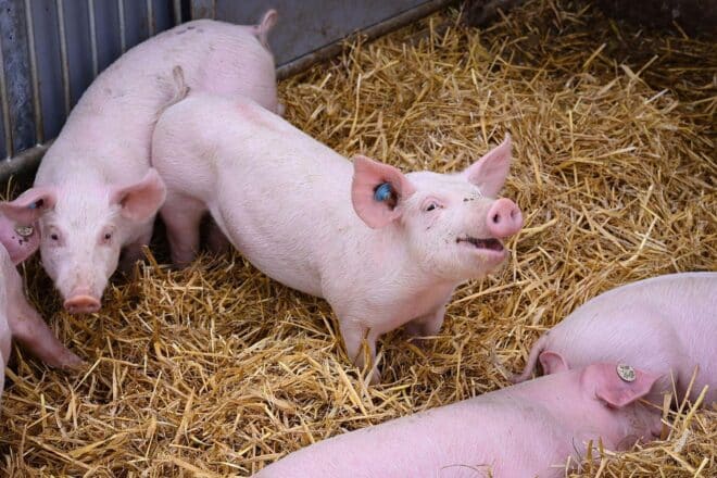 Bayern setzt Tierwohlprogramm BayProTier fort – Antragstellung startet am 1. Juni