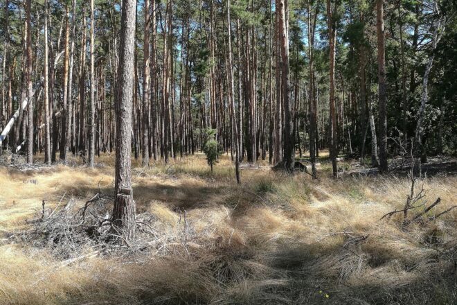 Brandenburg erweitert Baumartenpalette für klimaresistenten Wald