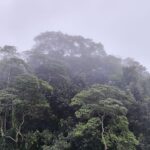Brasilianischer Regenwald mit klaren Baumstämmen, bedrohte Biodiversität und die Notwendigkeit zum Schutz.
