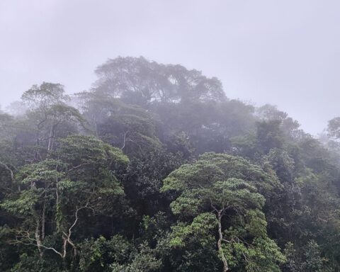 Brasilianischer Regenwald mit klaren Baumstämmen, bedrohte Biodiversität und die Notwendigkeit zum Schutz.