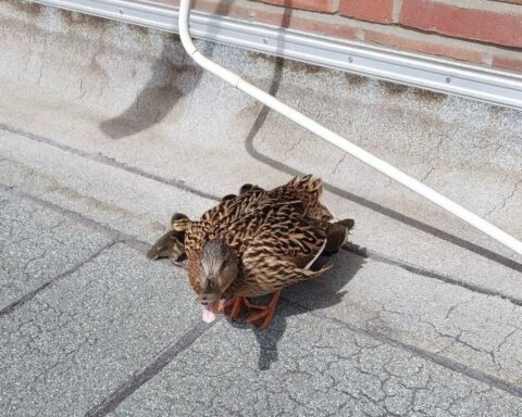 Entenmutter und Küken auf Dachterrasse, Feuerwehr im Einsatz, tierische Hausbesetzer, Rettungsaktion.