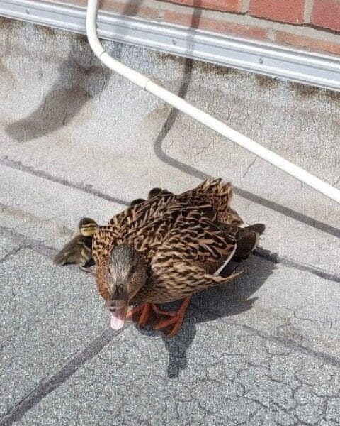 Entenmutter und Küken auf Dachterrasse, Feuerwehr im Einsatz, tierische Hausbesetzer, Rettungsaktion.