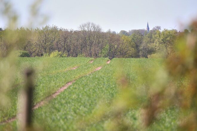 Feldhamster in Nordsachsen ausgewildert