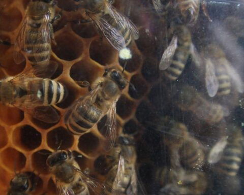 Bienen sammeln Nektar, symbolisch für den Honigimport und -export in Sachsen-Anhalt.