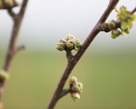 Knospen an einem Kirschbaum, symbolisierend Pflege und Wachstum junger Obstbäume im Frühjahr.