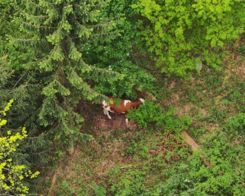 Drohnenaufnahme eines Jungrindes im Wald, angeführt von Polizeiunterstützung zur Rettung.