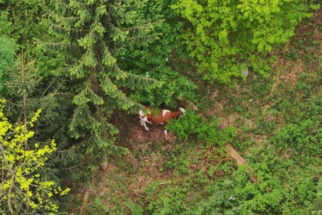 Jungrinder bei Niedermurach erfolgreich eingefangen