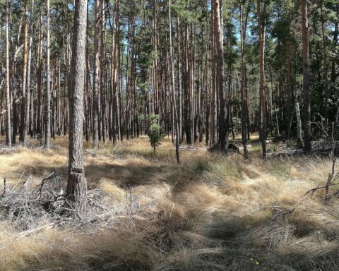 Grüner Wald mit gesunden Bäumen symbolisiert den Erhalt und Schutz der Naturgesetzgebung.