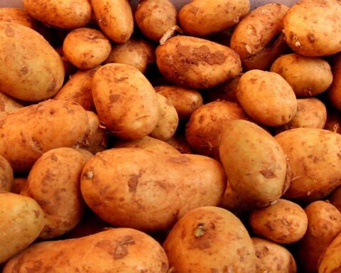 Ein Korb mit frischen Kartoffeln, Symbol für gesunkene Erzeugerpreise landwirtschaftlicher Produkte.