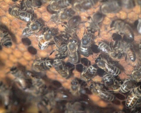 Biene im Flug über blühende Blumen, symbolisch für Thüringens Honigimport und -export.