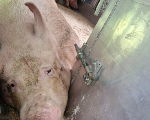 Polizei kontrolliert Tiertransporte: Verstöße, Mängel, Verletzungen, Drogen, unzureichende Sicherheit.