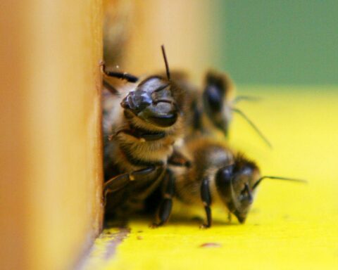Bienen in Nahaufnahme, Symbol für Vielfalt und Schutz der Insekten. Vortragshinweis im Hintergrund.