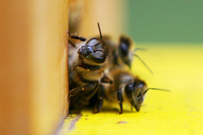 Vortrag im Museum am Schölerberg: Auch Bienen haben Schweißfüße