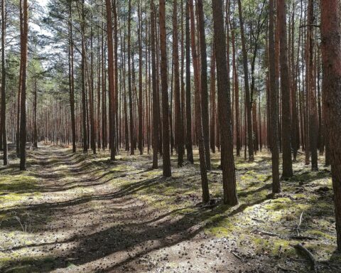 Gesunde Bäume in einem deutschen Wald, stabiler Zustand, trotz ungünstiger Wetterbedingungen.