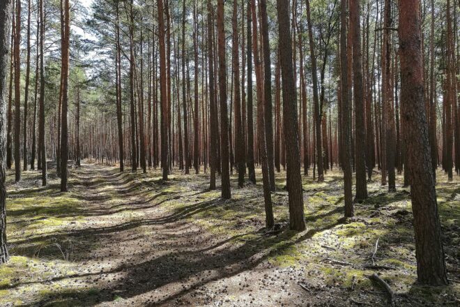 Waldzustand hat sich stabilisiert