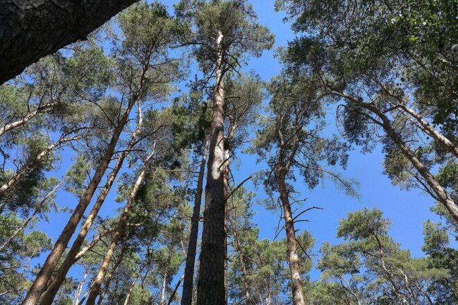 Waldzustand in Deutschland bleibt kritisch