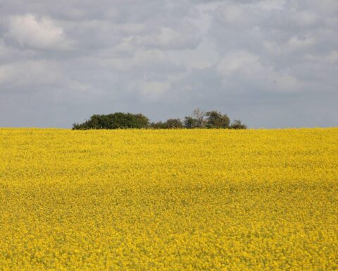 Rapsfeld unter blauem Himmel, symbolisiert sonniges Wetter vor drohenden Gewittern in Norddeutschland.