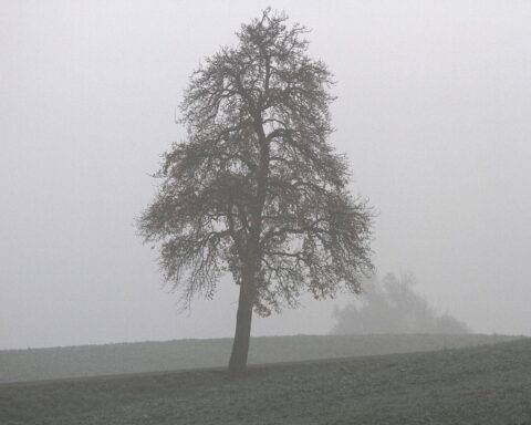 Nebel über einem Baum, wechselhaftes Wetter mit Wolken und Sonne im Hintergrund.