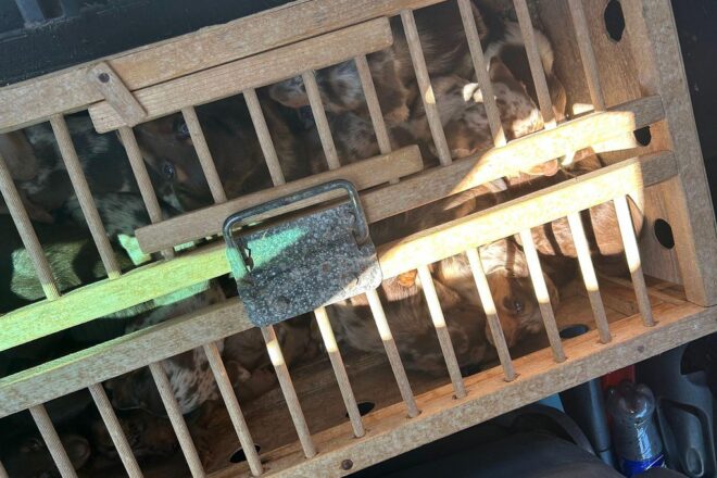Zoll entdeckt 14 Dackelwelpen und zwei tragende Hündinnen