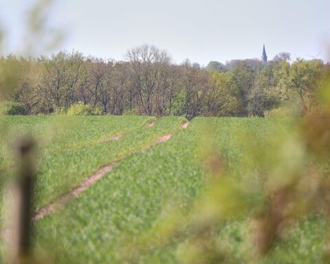Ein grüner Acker mit innovativen Landwirtschaftstechnologien und nachhaltigen Anbaumethoden in Niedersachsen.