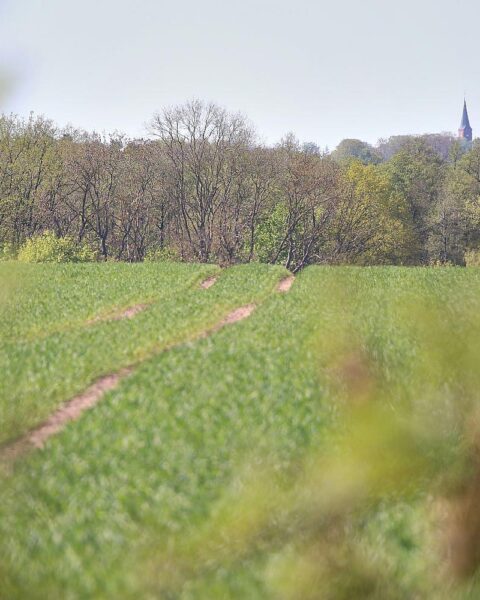 Ein grüner Acker mit innovativen Landwirtschaftstechnologien und nachhaltigen Anbaumethoden in Niedersachsen.