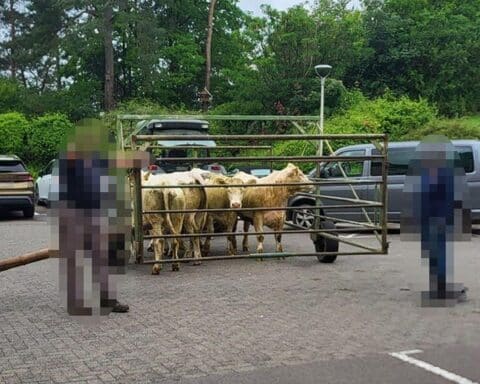 Kühe im Treibwagen, auf dem Weg zurück zur Weide nach Krankenhausbesuch.