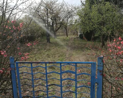 Bunte, naturnahe Gärten mit heimischen Pflanzen, Vögeln und Nisthilfen fördern Artenvielfalt in Deutschland.