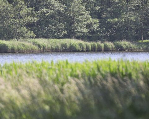 Salzwiesen mit Blick auf die Ostsee, symbolisch für Umweltschutz und Klimawandel-Bewusstsein.