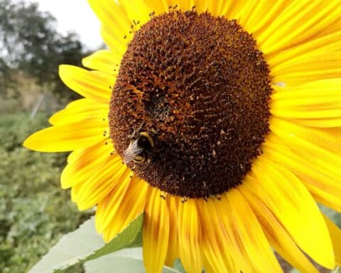 Hummel bestäubt Sonnenblume, symbolisiert blühende Natur bei warmem Wetter im Juni.