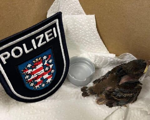 Junger Vogel in Not, von Polizisten gerettet, mit improvisierter Wasserschale zur Hilfe.