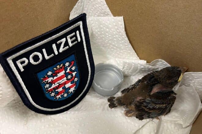 Jungvogel löst Polizeieinsatz in Erfurt aus