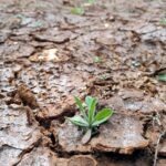 Trockenes Feld zeigt die verheerenden Auswirkungen der Wasserkrise im Iran.